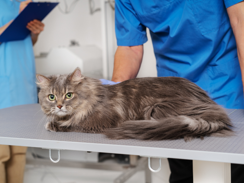 Cấp cứu thú y 24/7 tại Golden Animal Clinic Biên Hòa