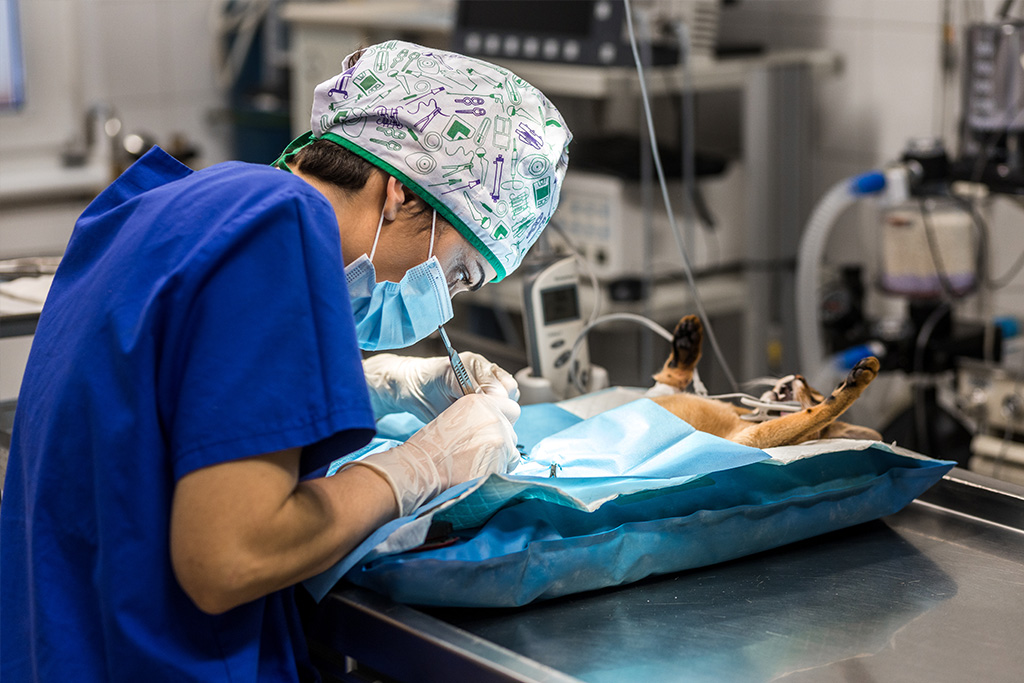Phẫu thuật & triệt sản tại Golden Animal Clinic Biên Hòa
