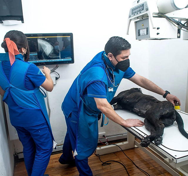 Xét nghiệm & X-quang tại Golden Animal Clinic Biên Hòa