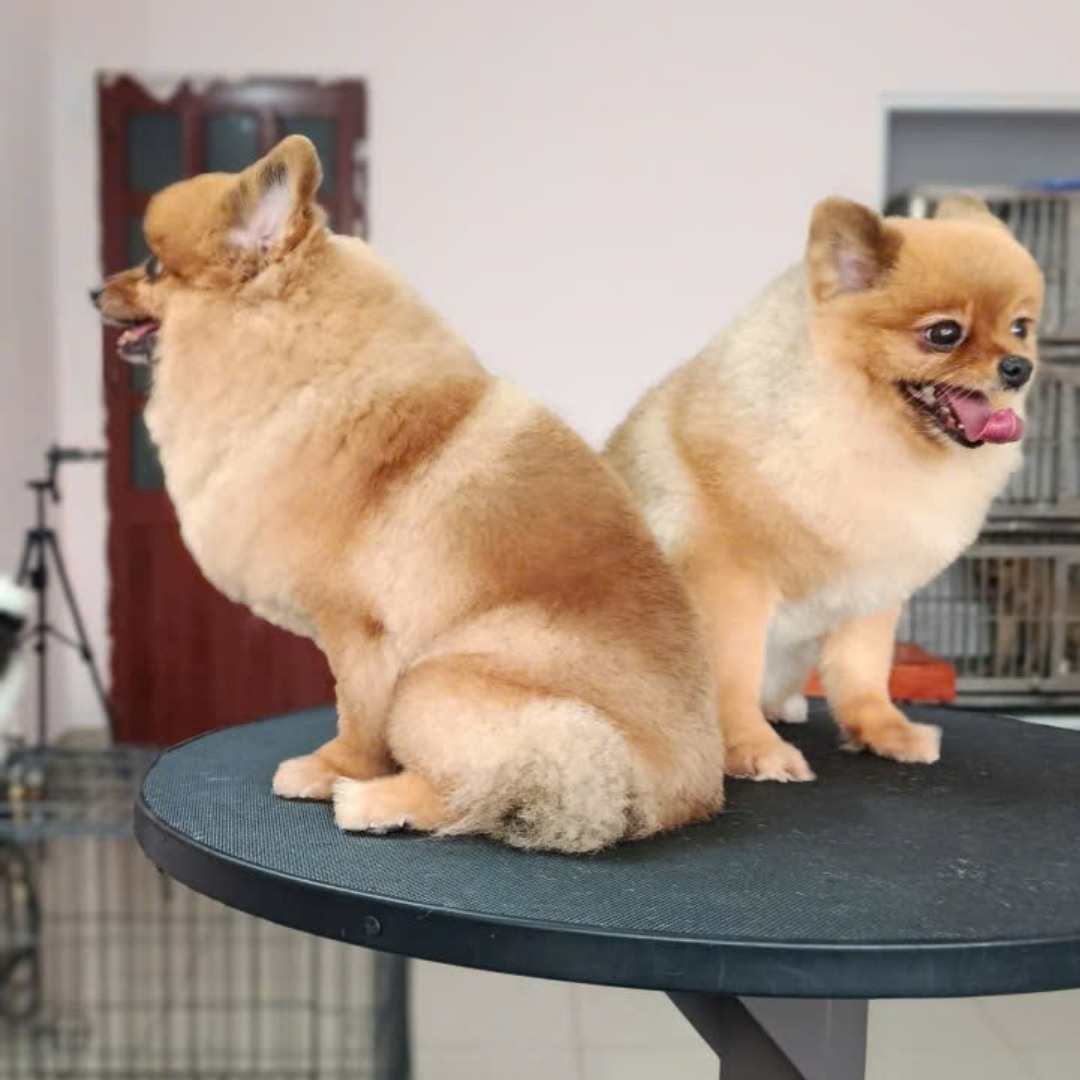 Grooming & lưu trú tại Golden Animal Clinic Biên Hòa