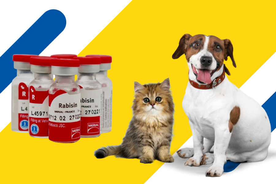 Tiêm ngừa vắc-xin tại Golden Animal Clinic Biên Hòa